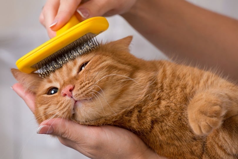 woman combing her cat