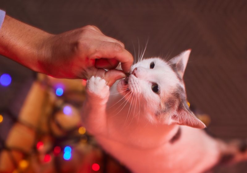 woman feeding cat with sunflower seed