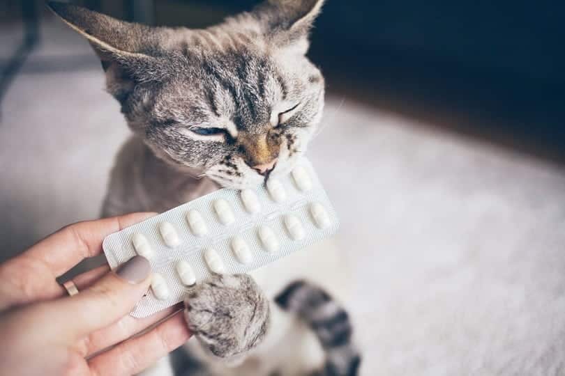 woman hand giving to the cat special pills