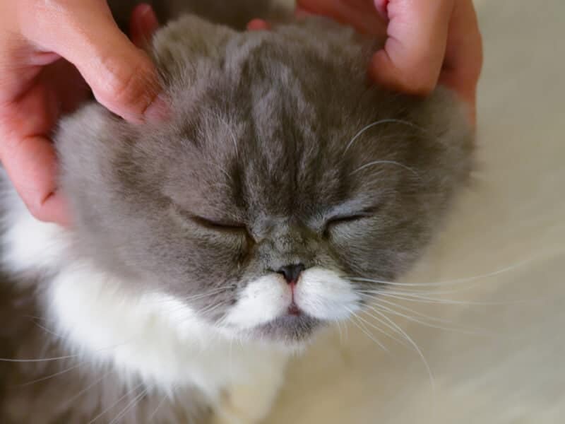 woman hands pet and massage on the head of gray and white adorable cat