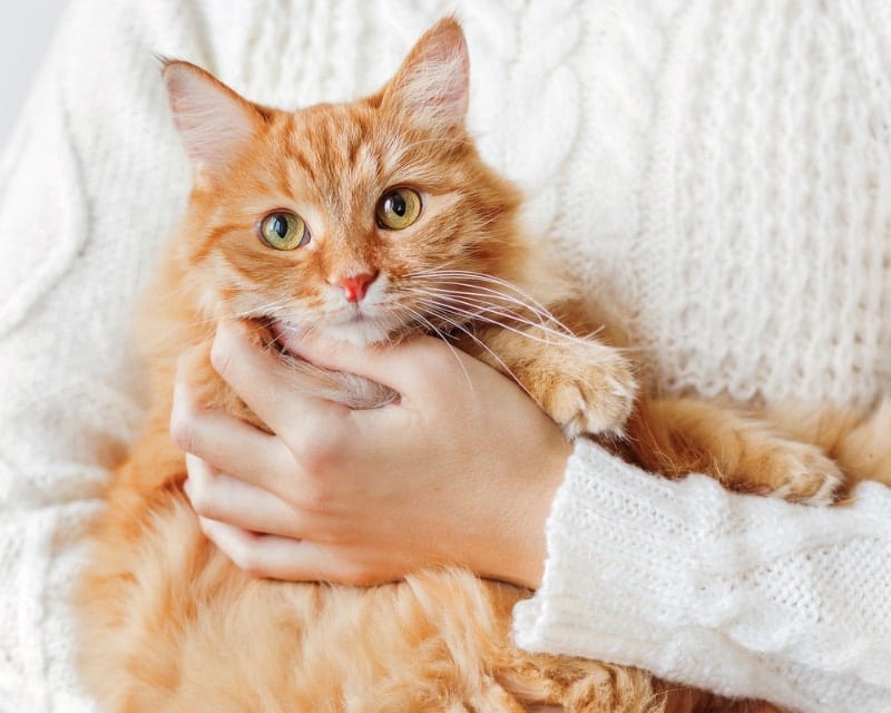 woman in sweater holding a cat