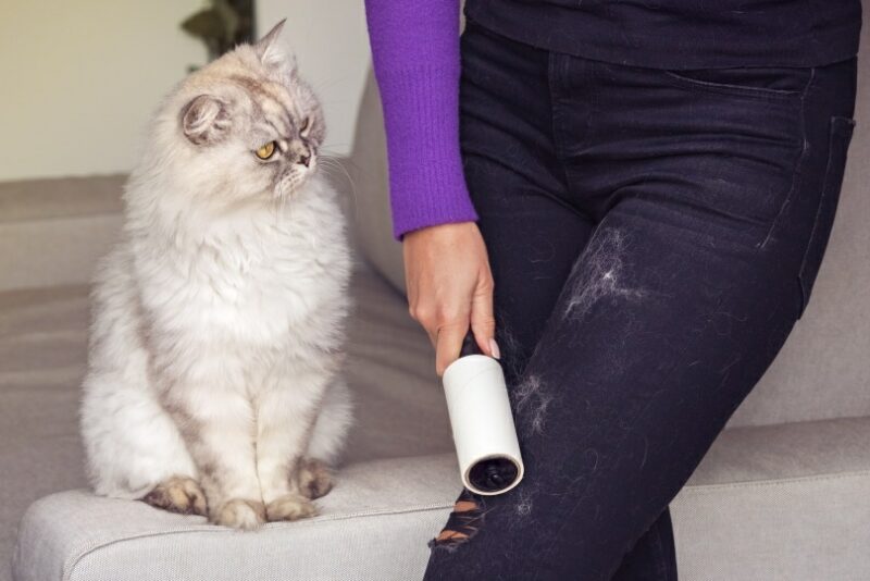 woman leaning jeans with cat hair remover_Daria Kulkova, Shutterstock