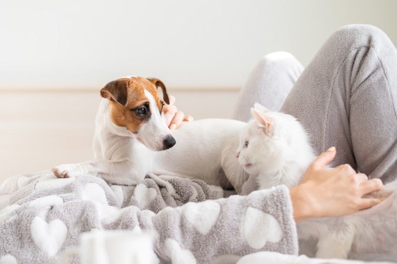 woman lying on bed with her dog and cat