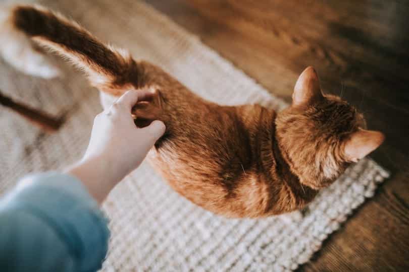 woman petting a cat