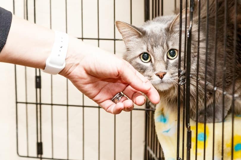 woman petting a scared and shy cat