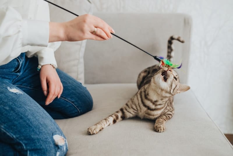 woman playing with her cat on sofa