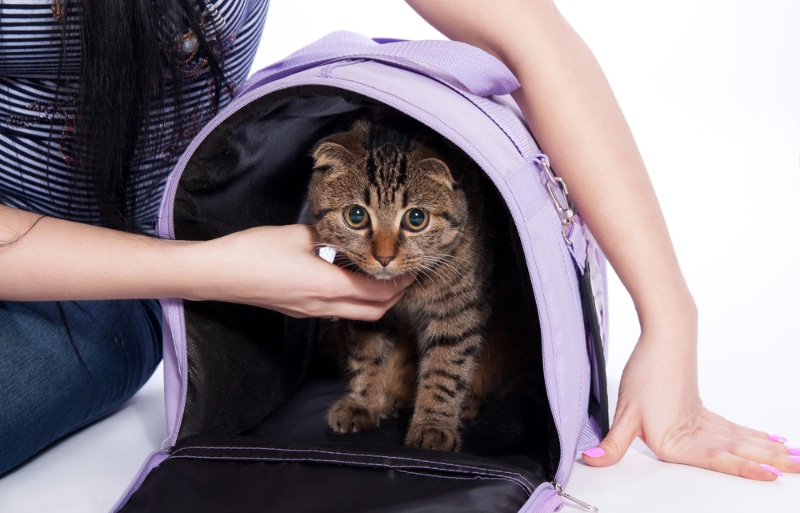 woman putting her cat in a carrier