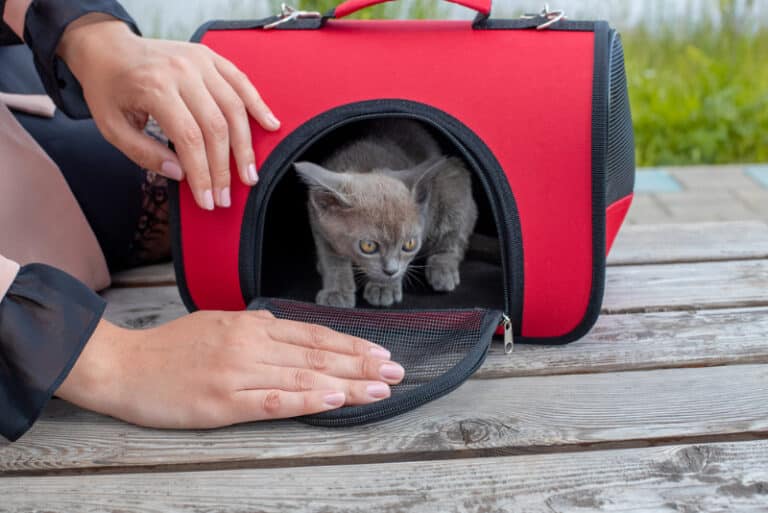 How to Get Your Cat into a Carrier Expert Tips & StepbyStep Guide