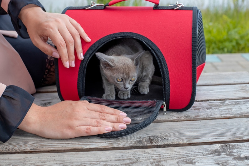 woman putting her kitten in pet carrier