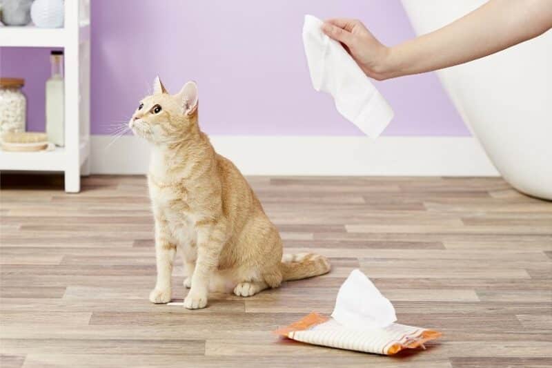 woman trying to clean her cat with wet wipes
