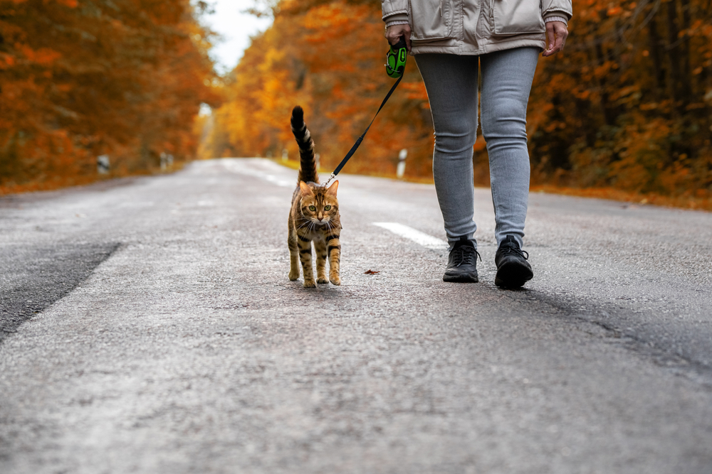 woman with a Bengal cat on a leash walking along the road in the forest