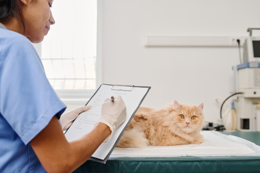 woman working in a veterinary clinic sitting in front of a cat filling out a medical form