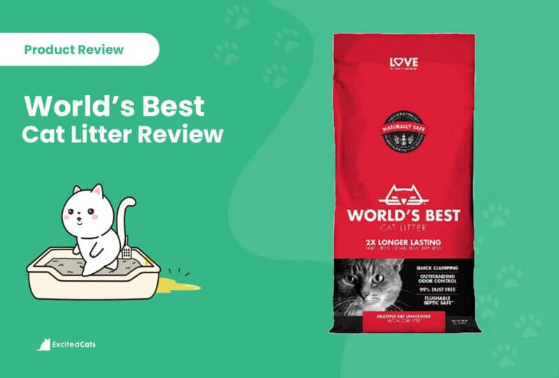 world best cat litter reviews