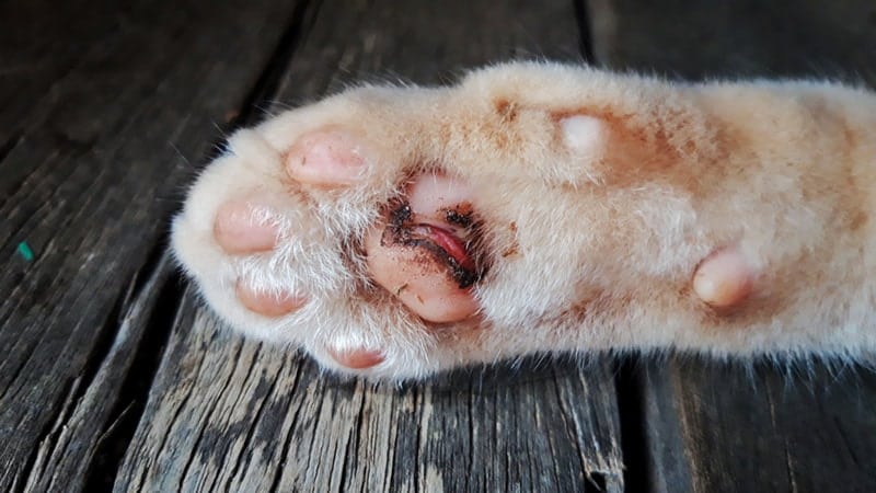 wounded paw of a cat