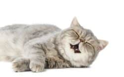 Why Do Cats Drool When They Purr? 8 Possible Reasons - Catster