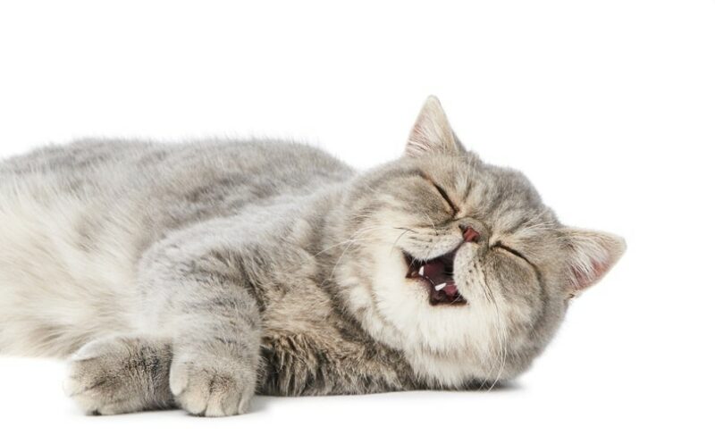 yawning and purring british shorthair kitten_Dmitry Kalinovsky_shutterstock