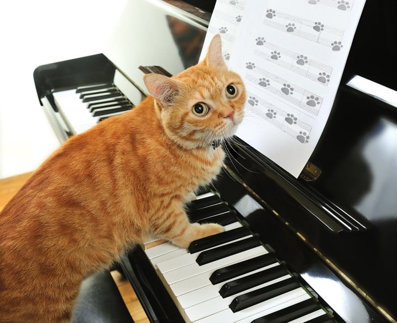 yellow cat playing piano