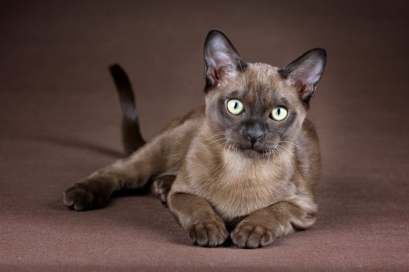 Burmese vs. Siamese Cat What’s the Difference? (With Pictures) Catster