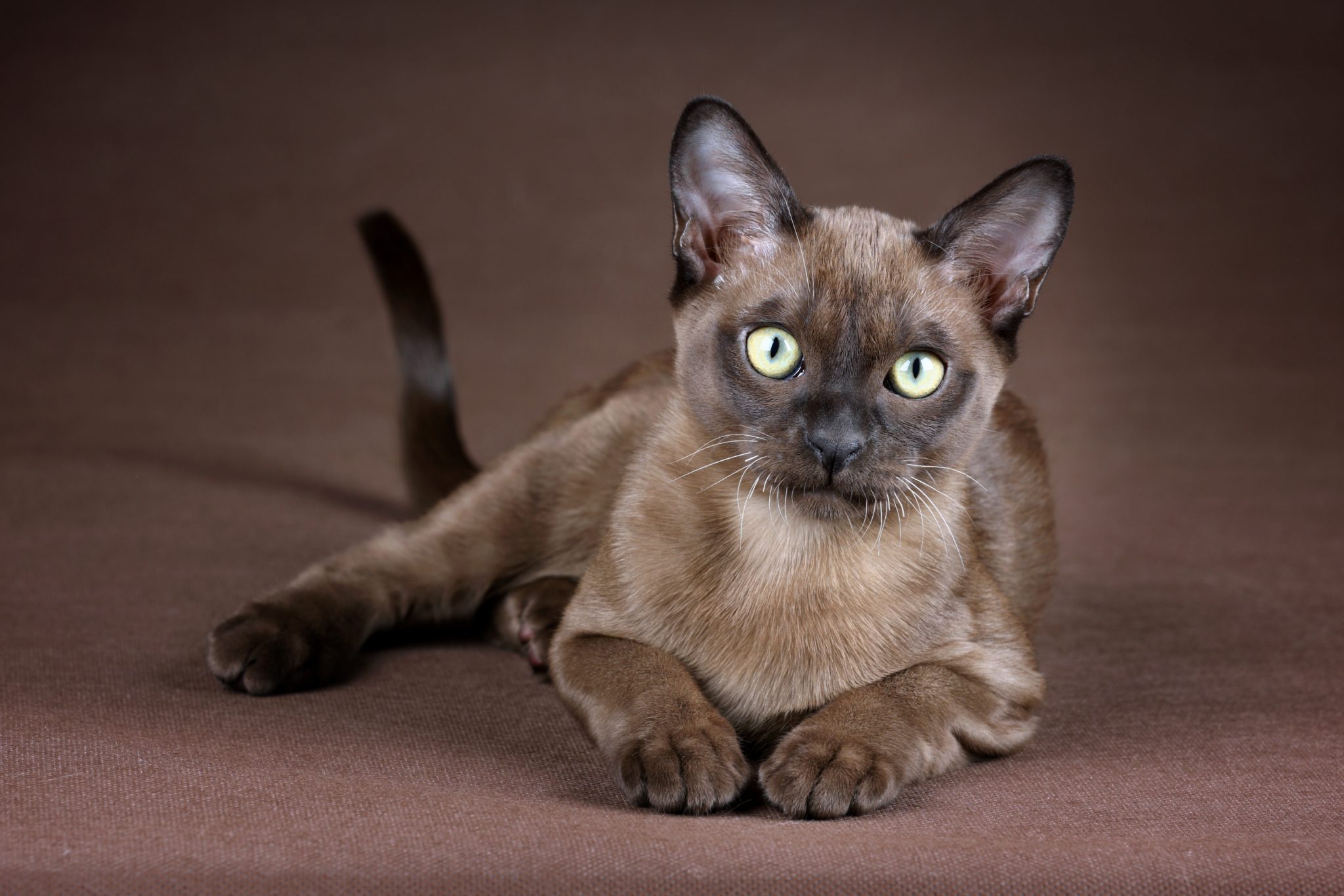 young Burmese cat lies on a brown background