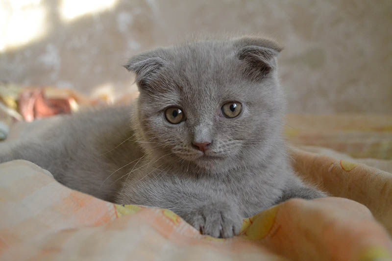 young grey scottish fold cat