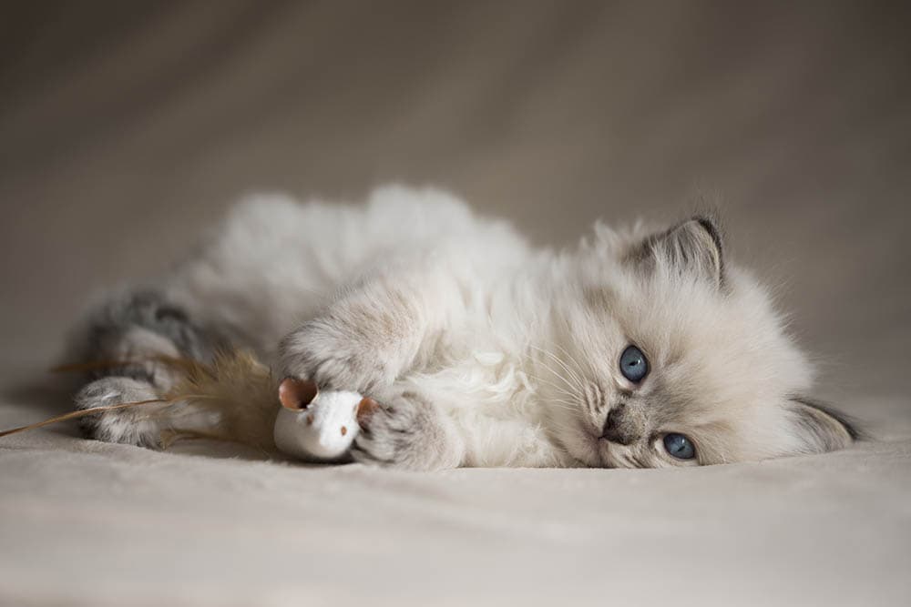 young Ragdoll kitten