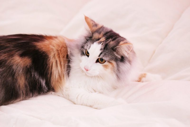 young tortoiseshell and white norwegian forest cat lying in bed