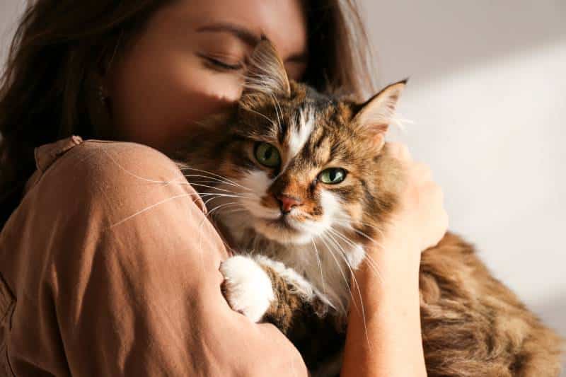 young woman holding cute siberian cat with green eyes