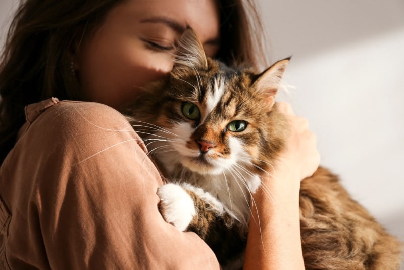 young woman holding cute siberian cat