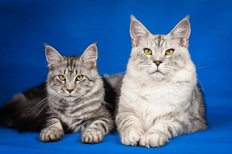 11Maine Coon