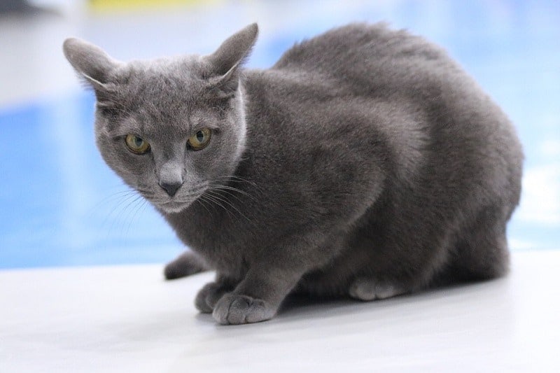 Russian Blue