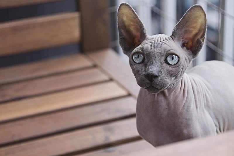 17Sphynx