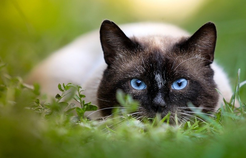 1siamese