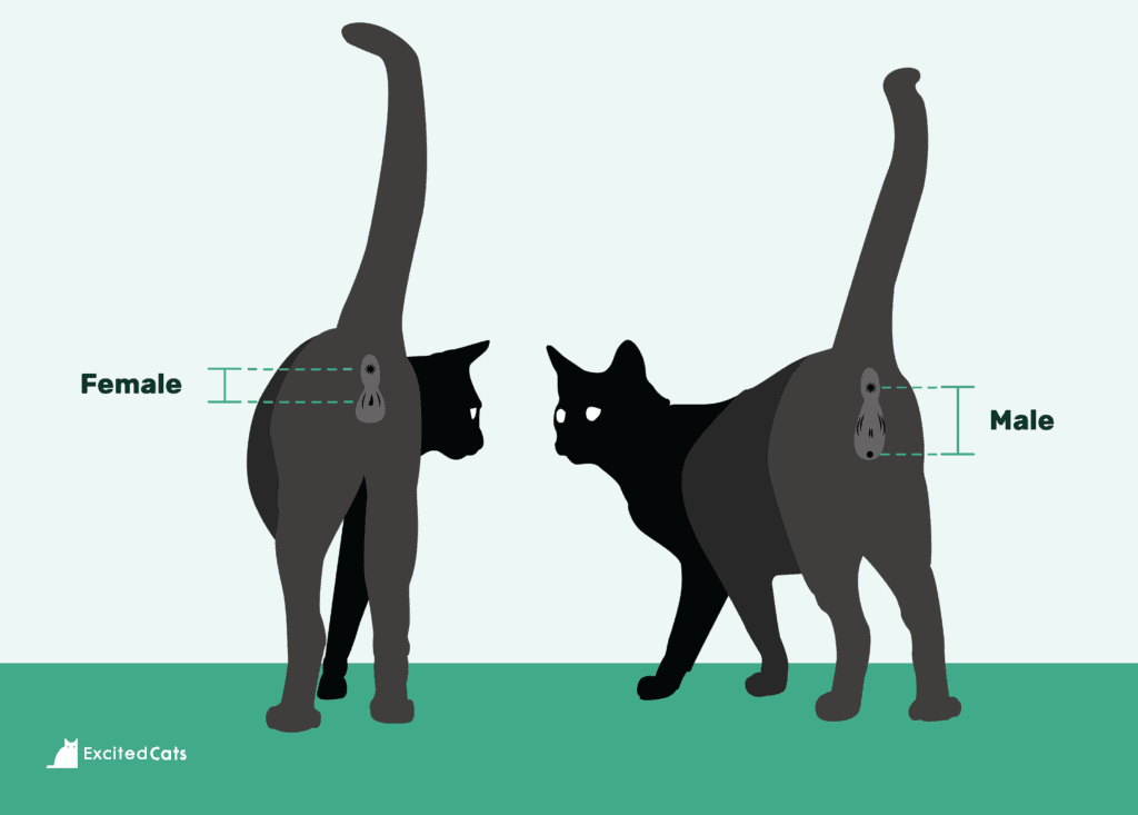 cat gender graphic