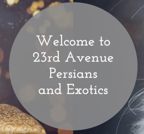 23rd Avenue Persians and Exotics