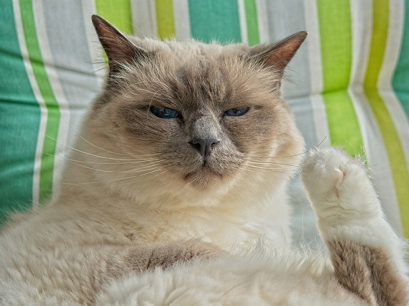 Birman Cats