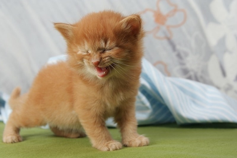 tiny kitten meowing