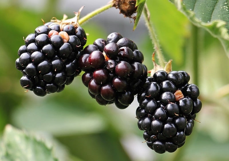 3 Black Berries