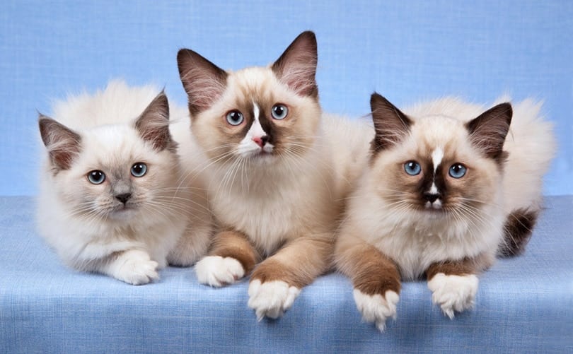 3 Ragdoll kittens in a row on blue background