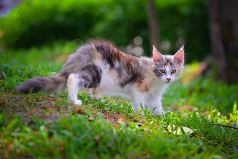 cat in grass_Winessyork, Shutterstock