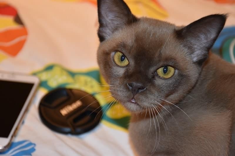 3Burmese Cats