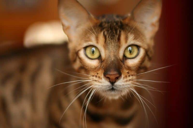 bengal