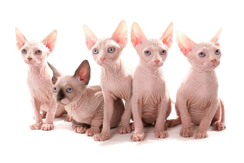 5 Sphynx Kittens Sitting Studio