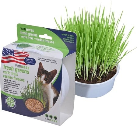 6Van Ness Oat Garden Kit