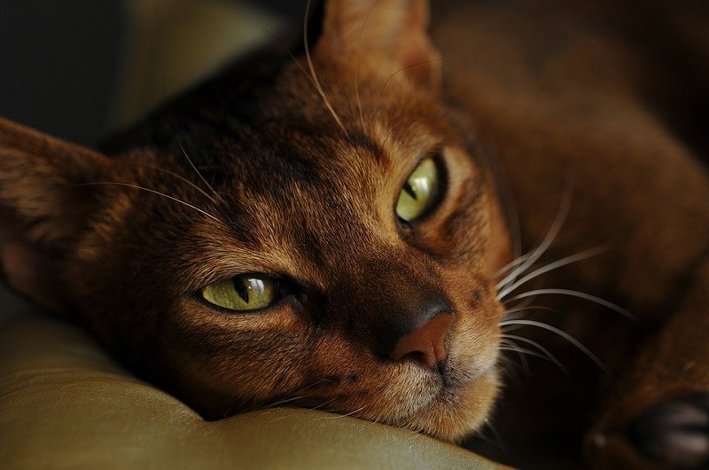 7Abyssinian