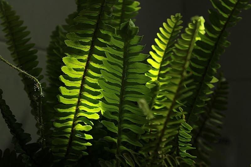 8Boston Fern