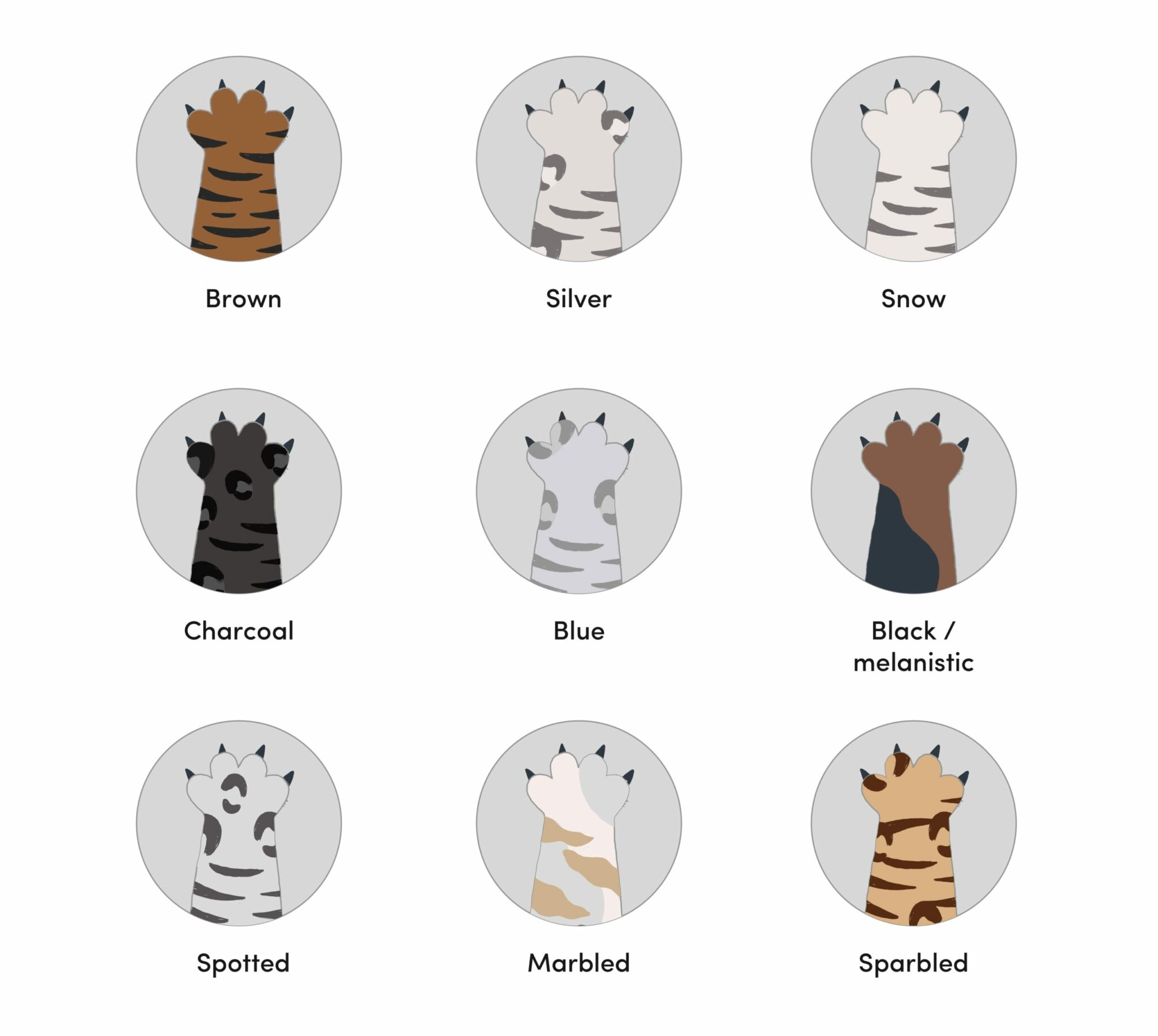 9 Bengal Cat Colors & Patterns (With Pictures) Catster