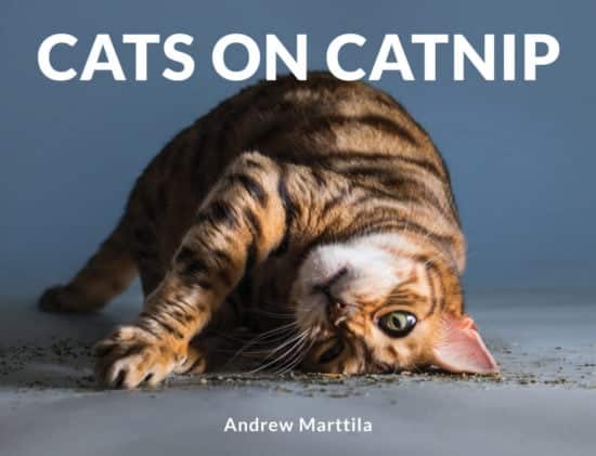 cats-on-catnip