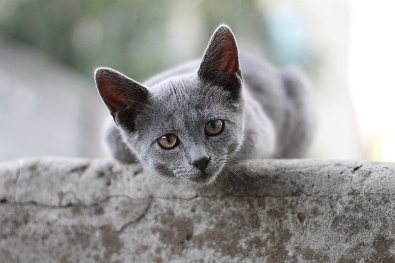 9British Shorthair