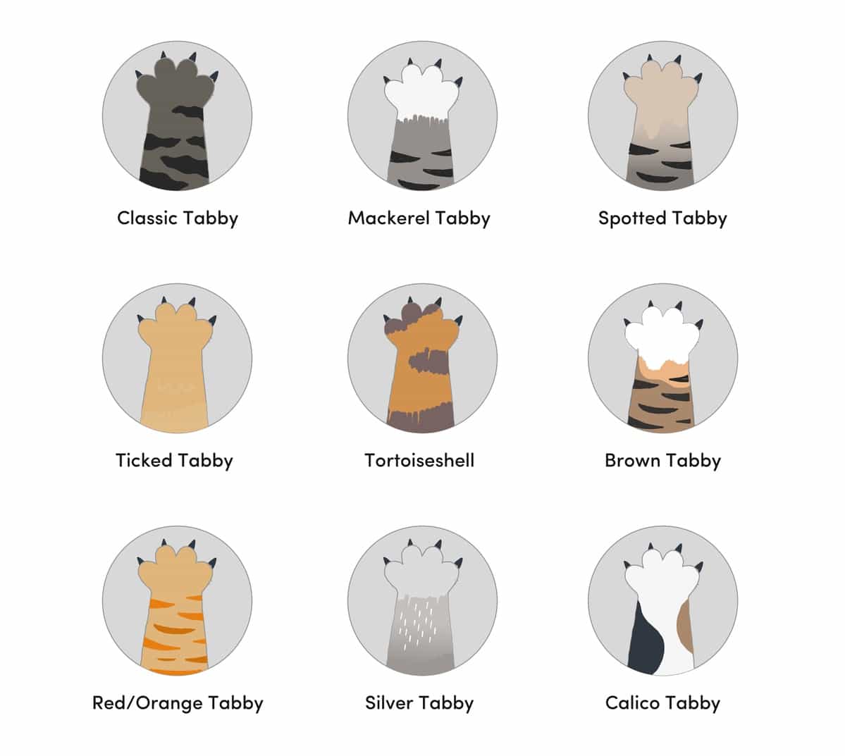 types of tabby cat colors