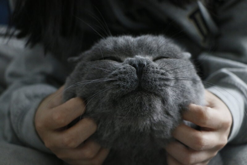 A British shorthair cat enjoying a massage